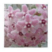 ピンクのホヤプラントフラワーズフローラ タイル (正面)