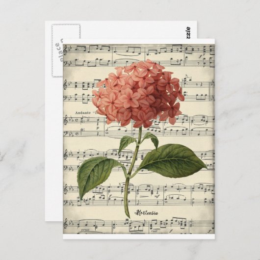 ピンクのホルテンシアを持つヴィンテージの植物葉書 ポストカード (正面/裏面)