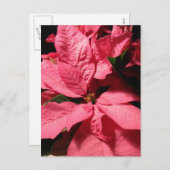 ピンクのポインセチアのクリスマスの花 シーズンポストカード (正面/裏面)