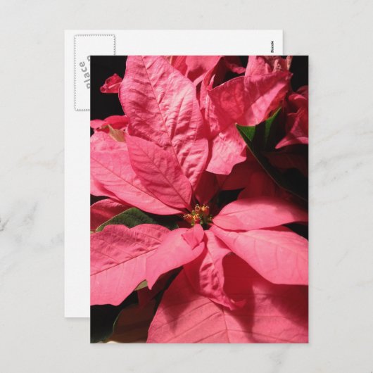 ピンクのポインセチアのクリスマスの花 シーズンポストカード (正面/裏面)