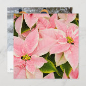 ピンクのポインセチア シーズンカード (正面/裏面)