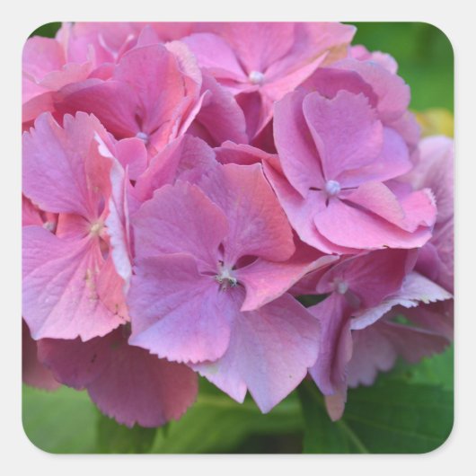 ピンクのポンポン紫陽花 ハイドレンジアの花 スクエアシール (正面)