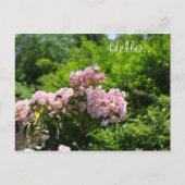 ピンクのマウンテンローレルの花 ポストカード (正面)