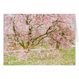 ピンクのマグノリアの木