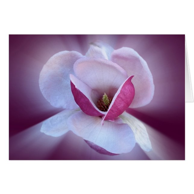 ピンクのマグノールシェード (正面横)