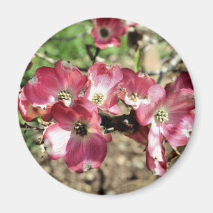 ピンクのミズキの花の写真撮影の磁石 マグネット
