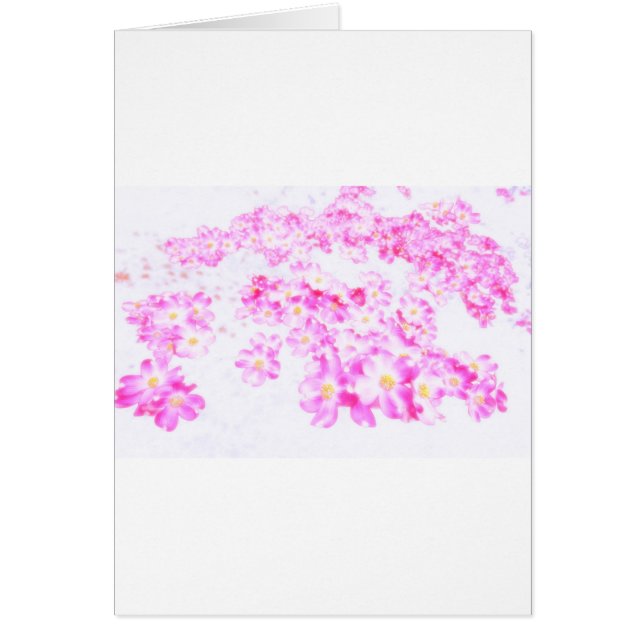 ピンクのミズキの花 (正面)