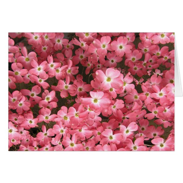 ピンクのミズキの花 (正面横)