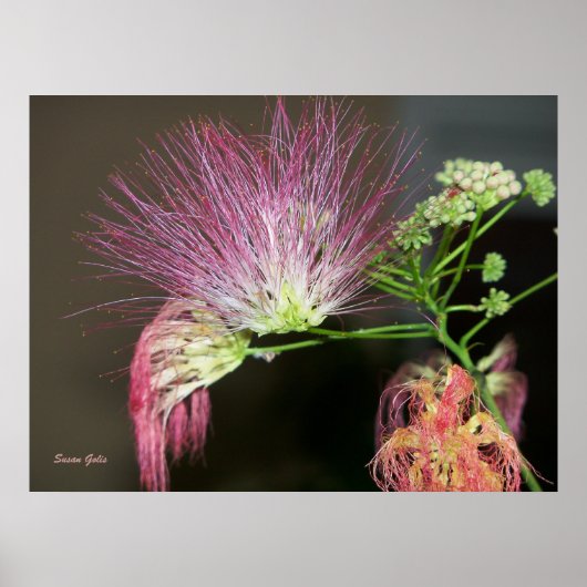 ピンクのミモザの花と茶色の写真ポスター ポスター (正面)