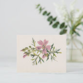 ピンクのムスクのマロー花(フルム)植物葉書 ポストカード (スタンド正面)