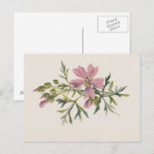ピンクのムスクのマロー花(フルム)植物葉書 ポストカード (正面/裏面)