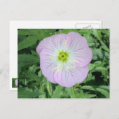 ピンクのメキシコ産プリムローズの花の写真はがき ポストカード (正面/裏面)