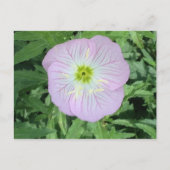 ピンクのメキシコ産プリムローズの花の写真はがき ポストカード (正面)