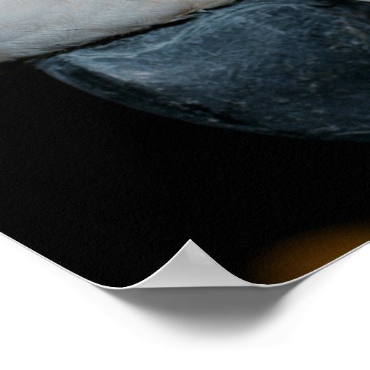 ピンクのモルカンのオウム ポスター (角)