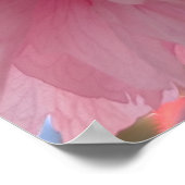 ピンクのヤエザクラの花 ポスター (角)