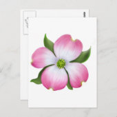 ピンクのヤマボウシの花のポストカード ポストカード (正面/裏面)
