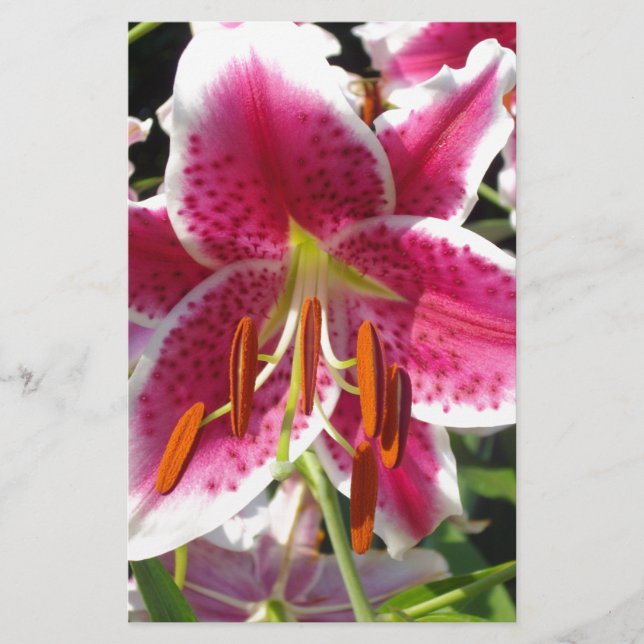 ピンクのユリのピンクのフローラピンクの花の熱帯花 (正面)