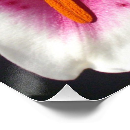 ピンクのユリのピンクのフローラピンクの花の熱帯花 ポスター (コーナー)