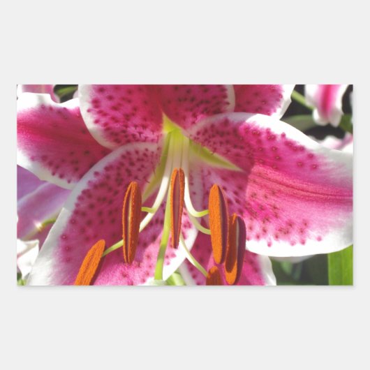 ピンクのユリのピンクのフローラピンクの花の熱帯花 長方形シール (正面)
