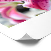 ピンクのユリの花の写真 ポスター (角)