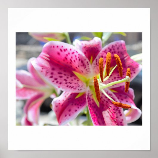 ピンクのユリの花の写真 ポスター (正面)
