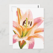 ピンクのユリの花 | 水彩フローラ絵を描ズ ポストカード (正面/裏面)