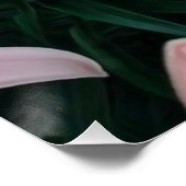 ピンクのユリ花光沢ポスター ポスター (コーナー)