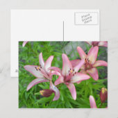 ピンクのユリ ポストカード (正面/裏面)