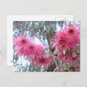 ピンクのユーカリの花 ポストカード (正面/裏面)