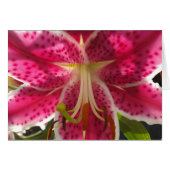 ピンクのライリピンクの熱帯花ピンクのフローラ (正面横)