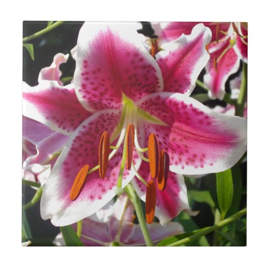ピンクのライリピンクの熱帯花ピンクのフローラ タイル (正面)