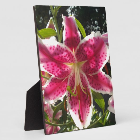 ピンクのライリピンクの熱帯花ピンクのフローラ フォトプラーク (側面)
