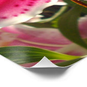 ピンクのライリピンクの熱帯花ピンクのフローラ ポスター (コーナー)