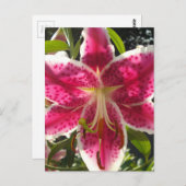 ピンクのライリピンクの熱帯花ピンクのフローラ ポストカード (正面/裏面)