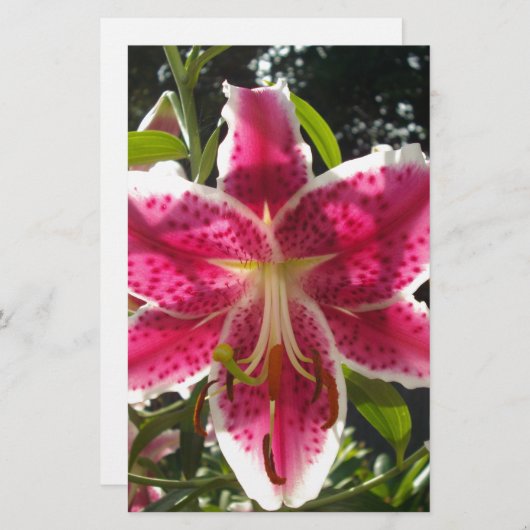 ピンクのライリピンクの熱帯花ピンクのフローラ 便箋 (正面/裏面)