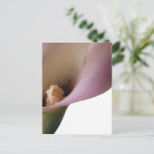 ピンクのライリー葉書 ポストカード (スタンド正面)