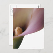 ピンクのライリー葉書 ポストカード (正面/裏面)