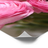 ピンクのランナキュラスの花のサイン ポスター (角)