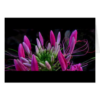 ピンクのリボン