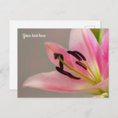 ピンクのリリー葉書 ポストカード (正面/裏面)