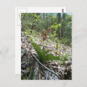 ピンクのレディースリッパーオーキッド ポストカード (正面/裏面)