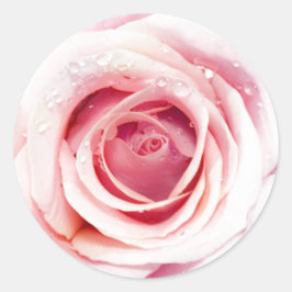 ピンクのローズサークルシール ラウンドシール