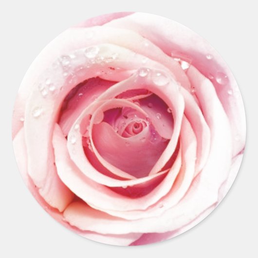 ピンクのローズサークルシール ラウンドシール (正面)