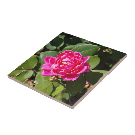 ピンクのローズタイル タイル (側面)