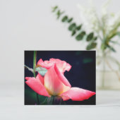 ピンクのローズバッドの喜び 花の写真 ポストカード (スタンド正面)