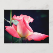 ピンクのローズバッドの喜び 花の写真 ポストカード (正面)
