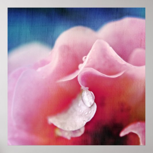 ピンクのローズマクロ抽象芸術の露 ポスター (正面)