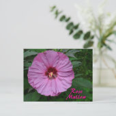 ピンクのローズマロー花写真植物館 ポストカード (スタンド正面)