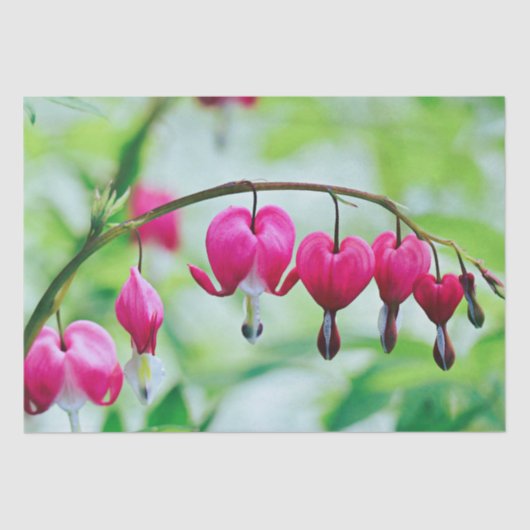 ピンクの出血ハートかわいらしエレガント花 薄葉紙 (正面)