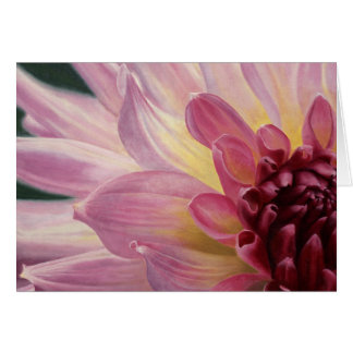 "ピンクの勉強"